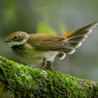 Rufous Fantail